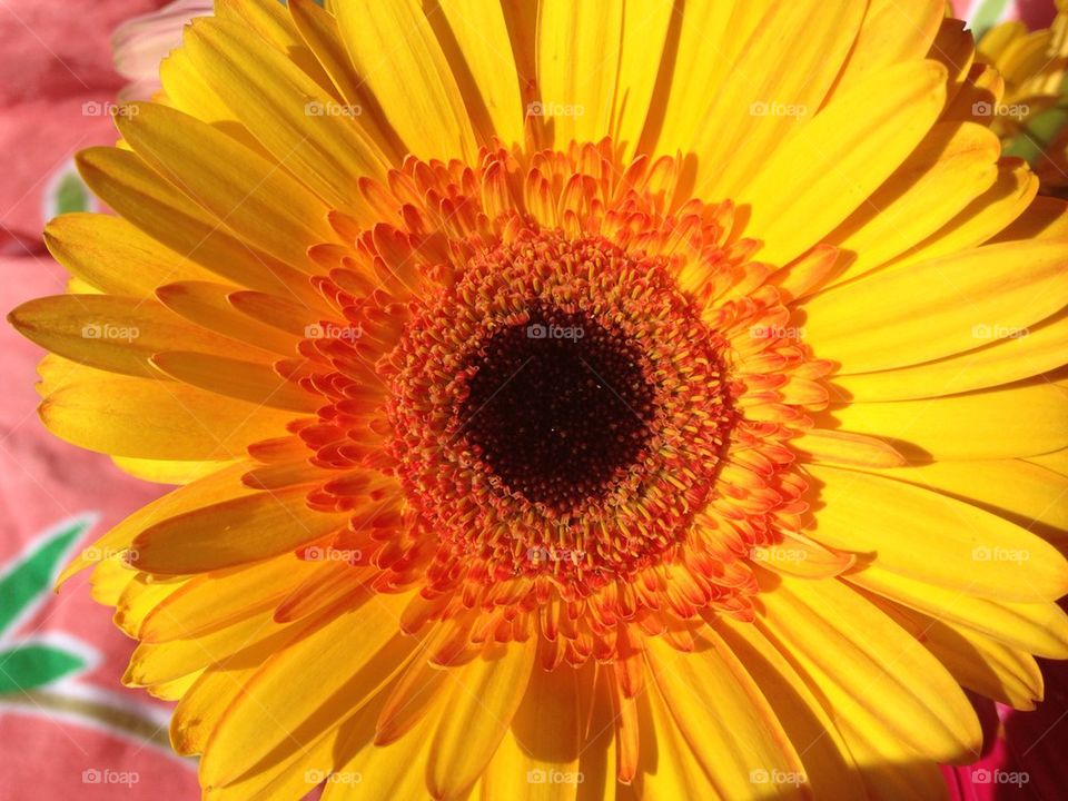 Yellow Gerber Daisy