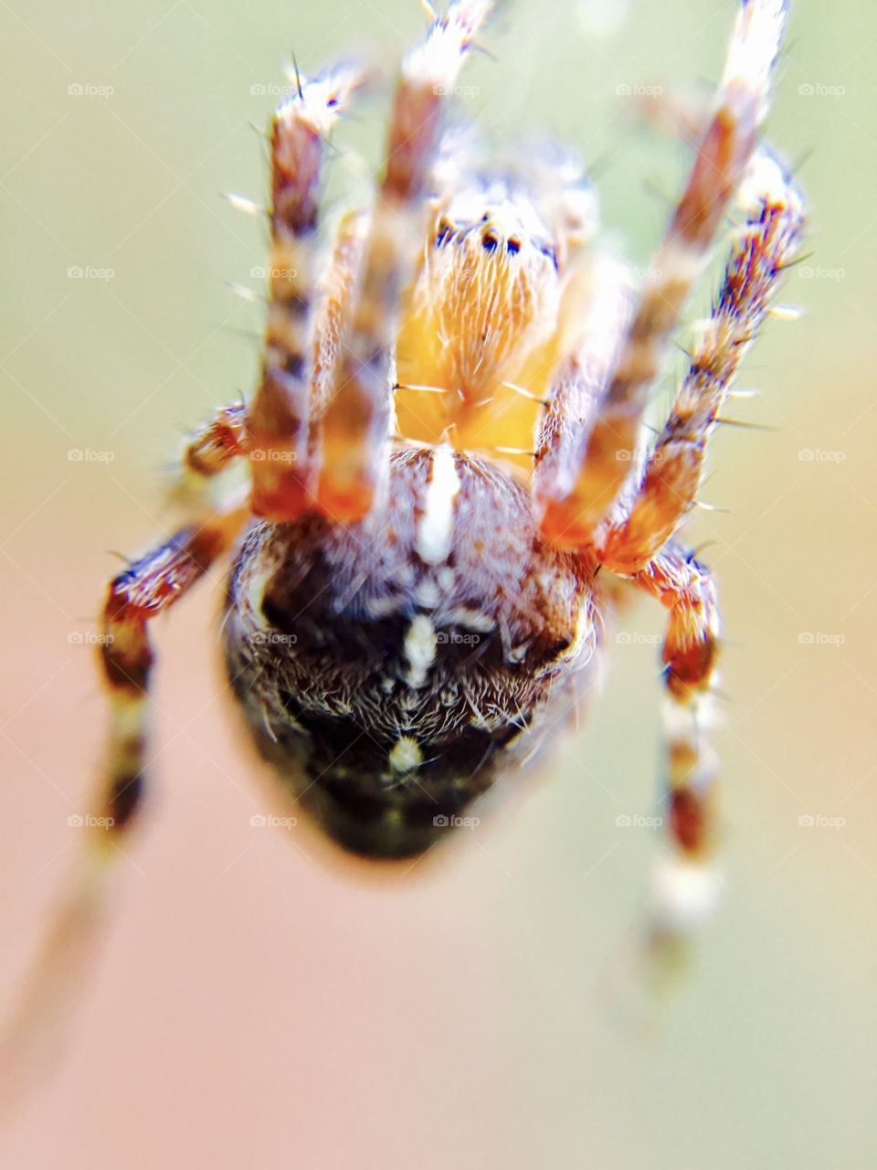Macro - Spider