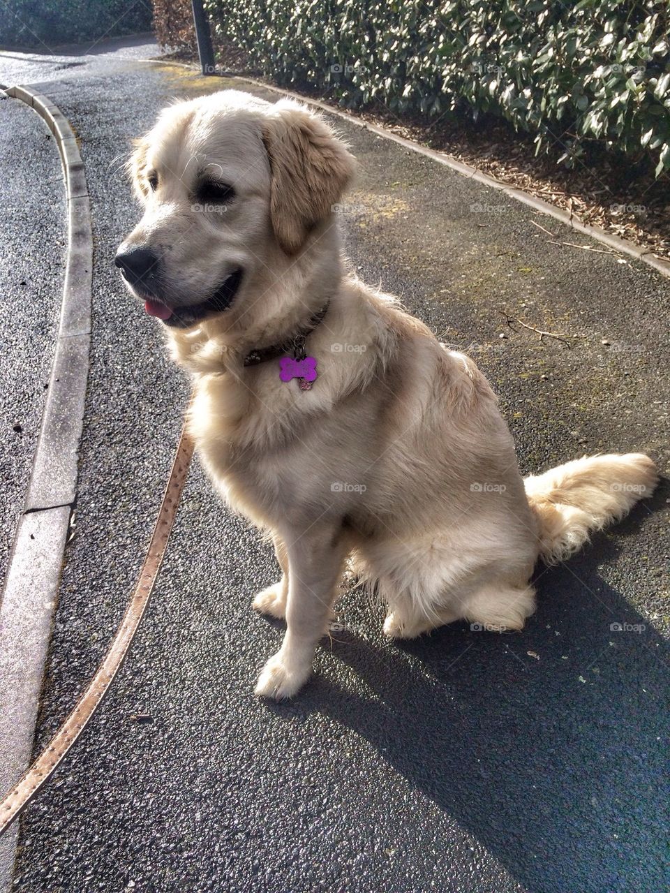 Zoe - Golden Retriever