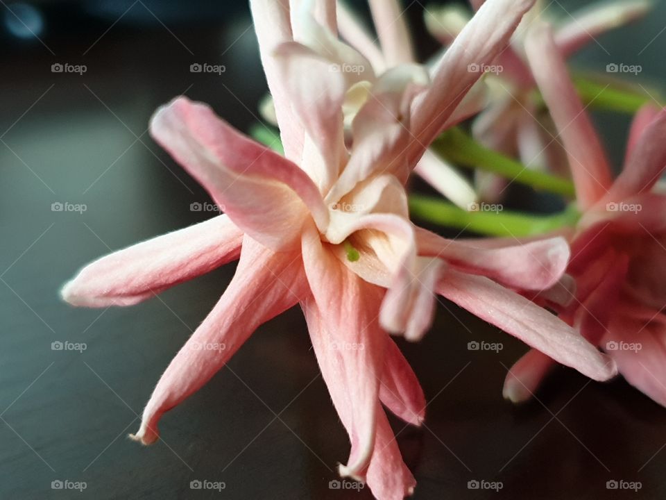 beautiful flower in my garden