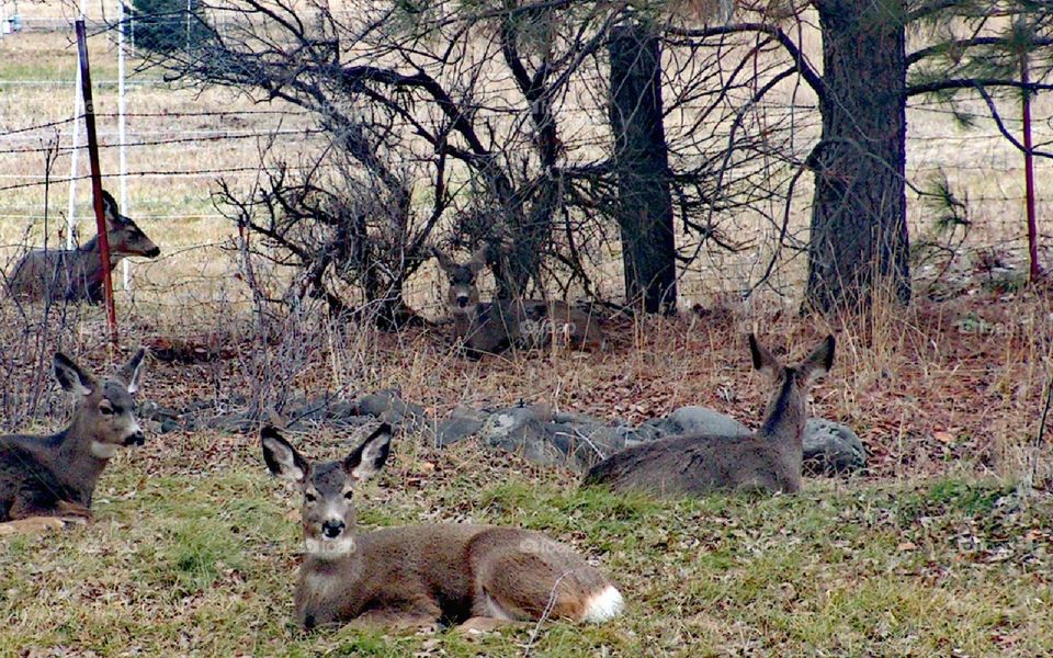 Six deer resting