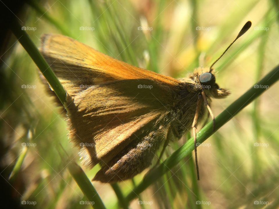 Moth in grass