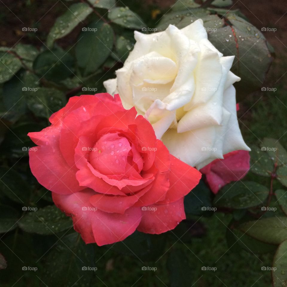 Flowers from our garden, to brighten and beautify our day, flowering our Wednesday.  Gardening is a great hobby! / Flores do nosso jardim, para alegrar e embelezar nosso dia, florindo nossa quarta-feira. Jardinagem é um ótimo passatempo!