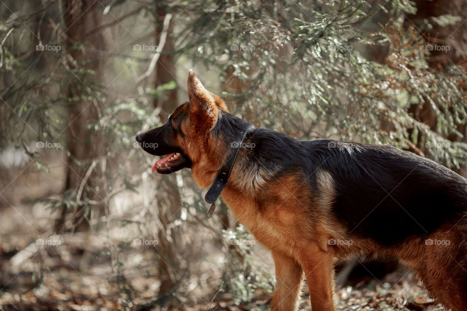 German shepherd 7-th months old puppy in a spring forest at sunny day