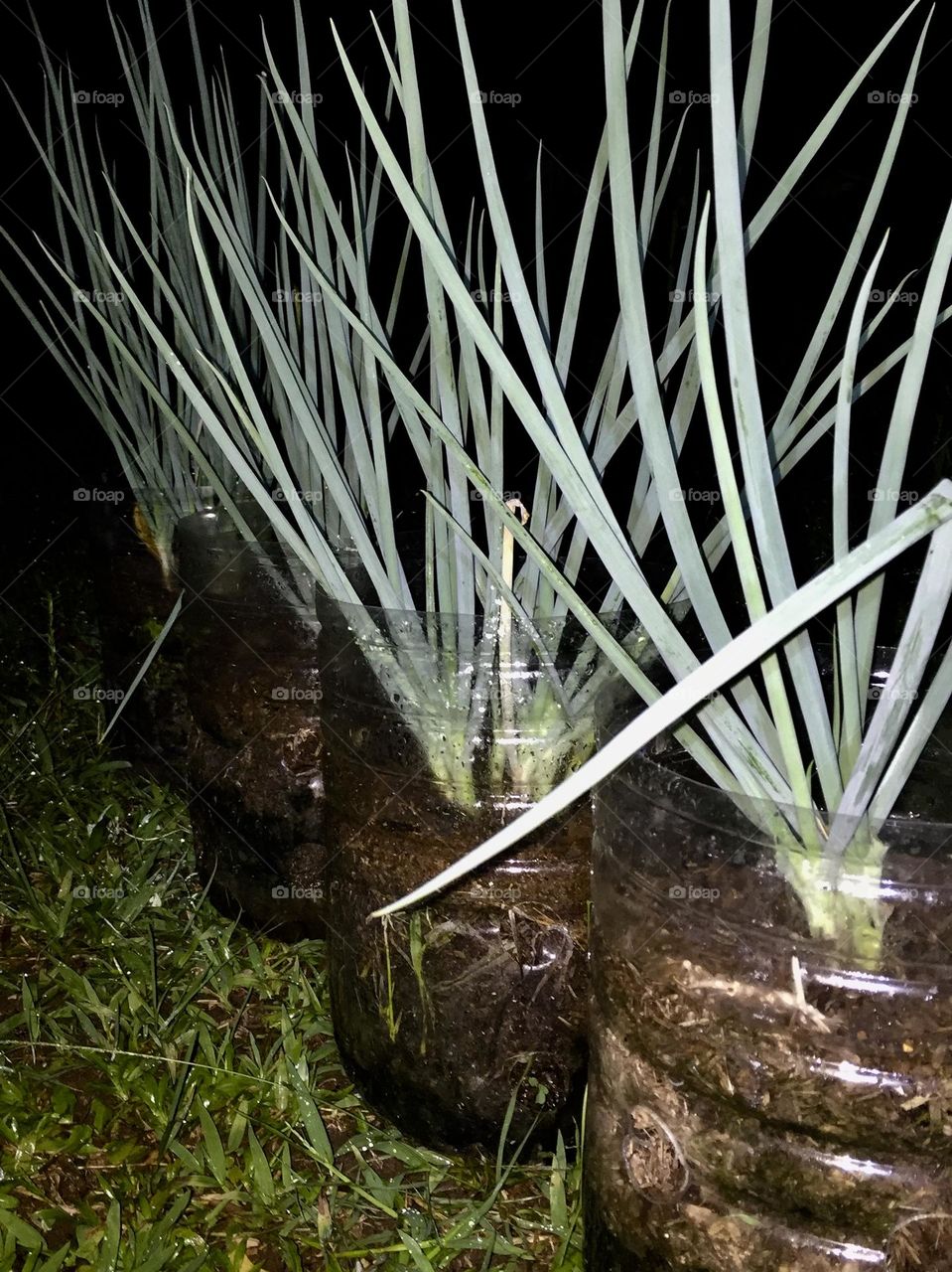 Scallions planted in a disposable plastic bottle for alternative to prevent solid waste at home with the used of coco peat and rice hull mixed together as a soil media for healthy plants and at the same time an organic fertilizers.
