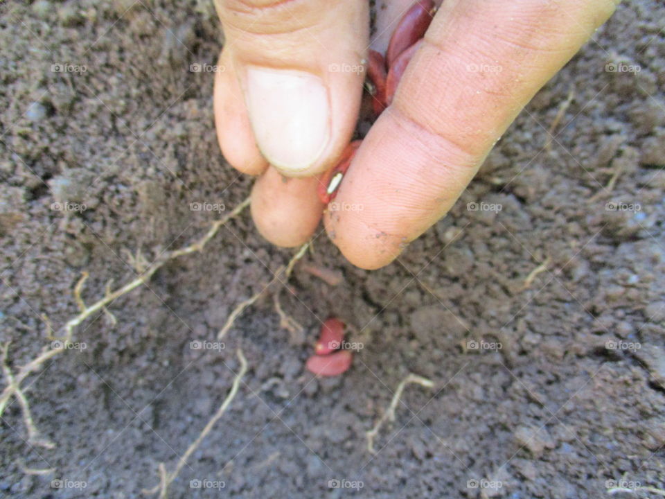 Hands planting seeds in the soil