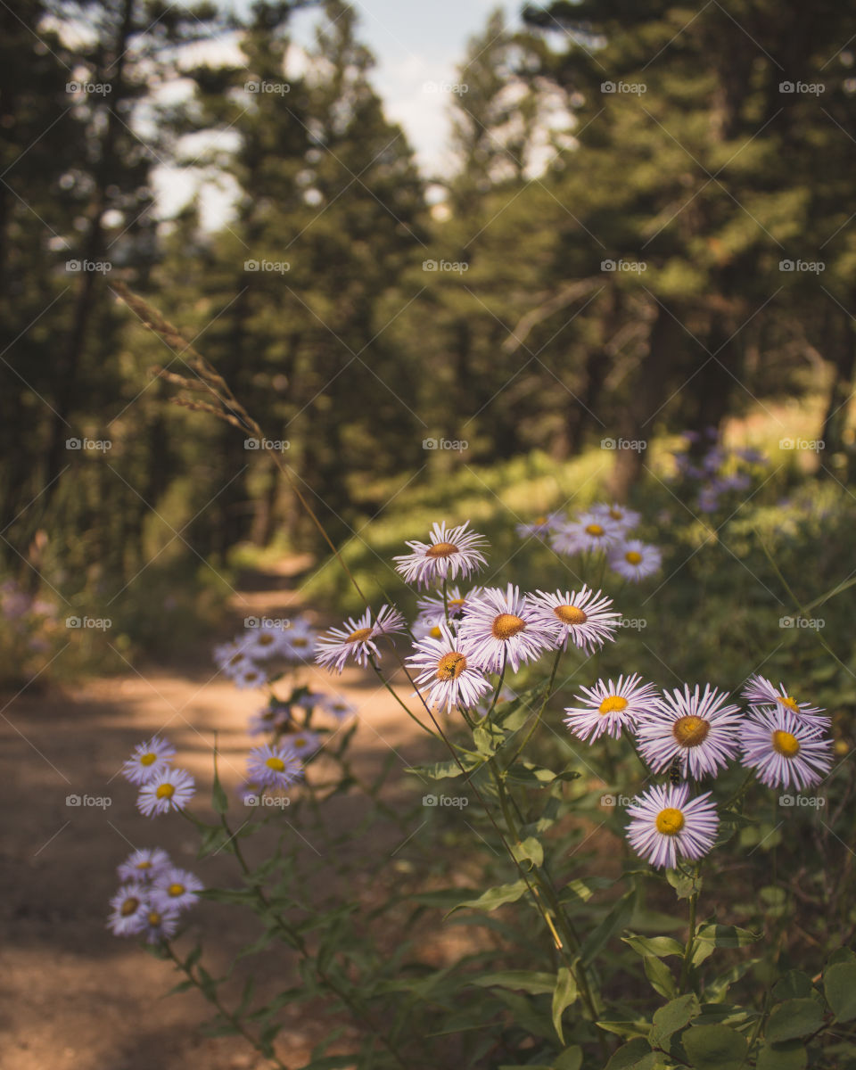 Some beautiful wildflowers along the trail at Drinking Horse, Montana