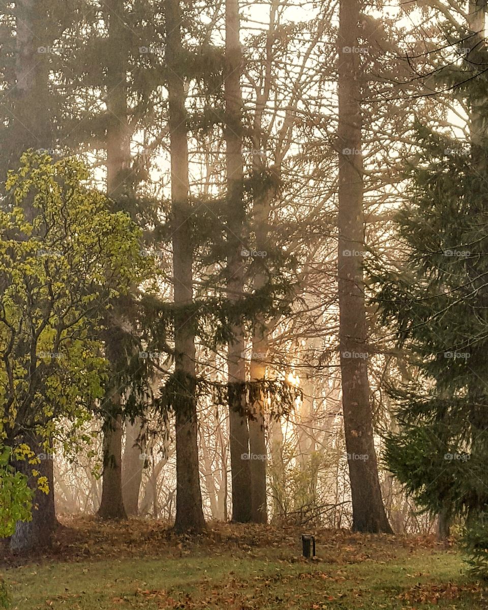 Rising Sun. rising sun through pune trees on a foggy Michigan morning