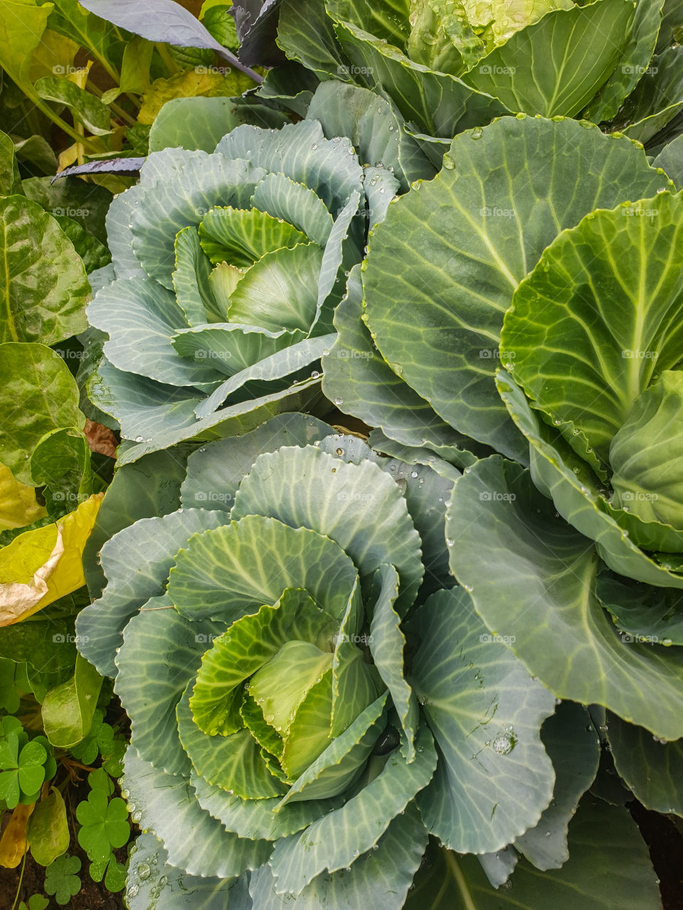 vegetables grown at home