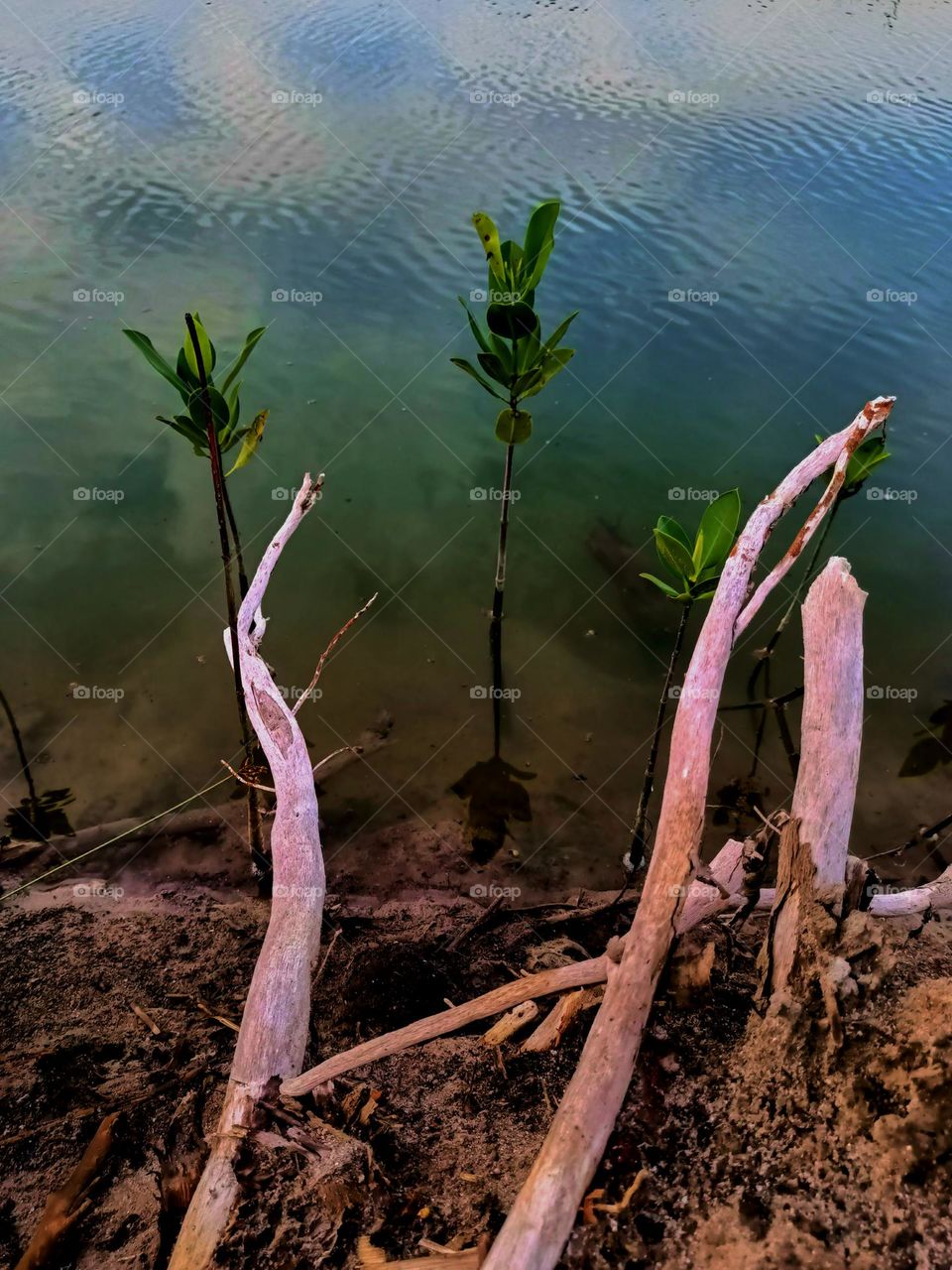 The young mangrove tree in the river. Planting mangrove