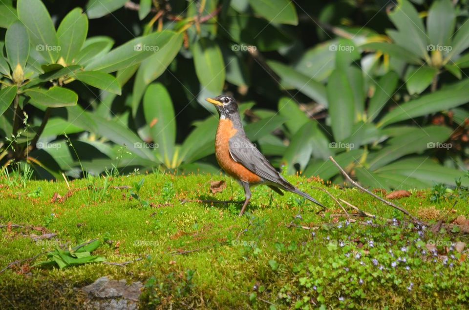 Robin on log