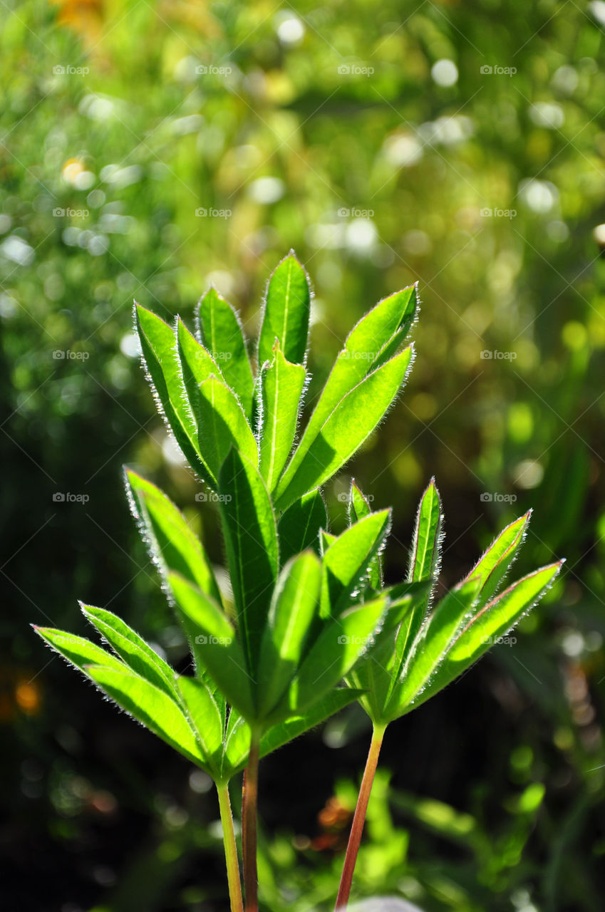 Bright Green Leaves