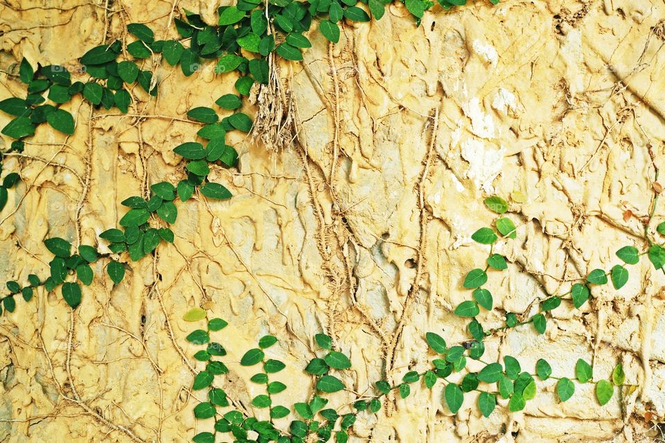 Ficus pumila tree on the wall