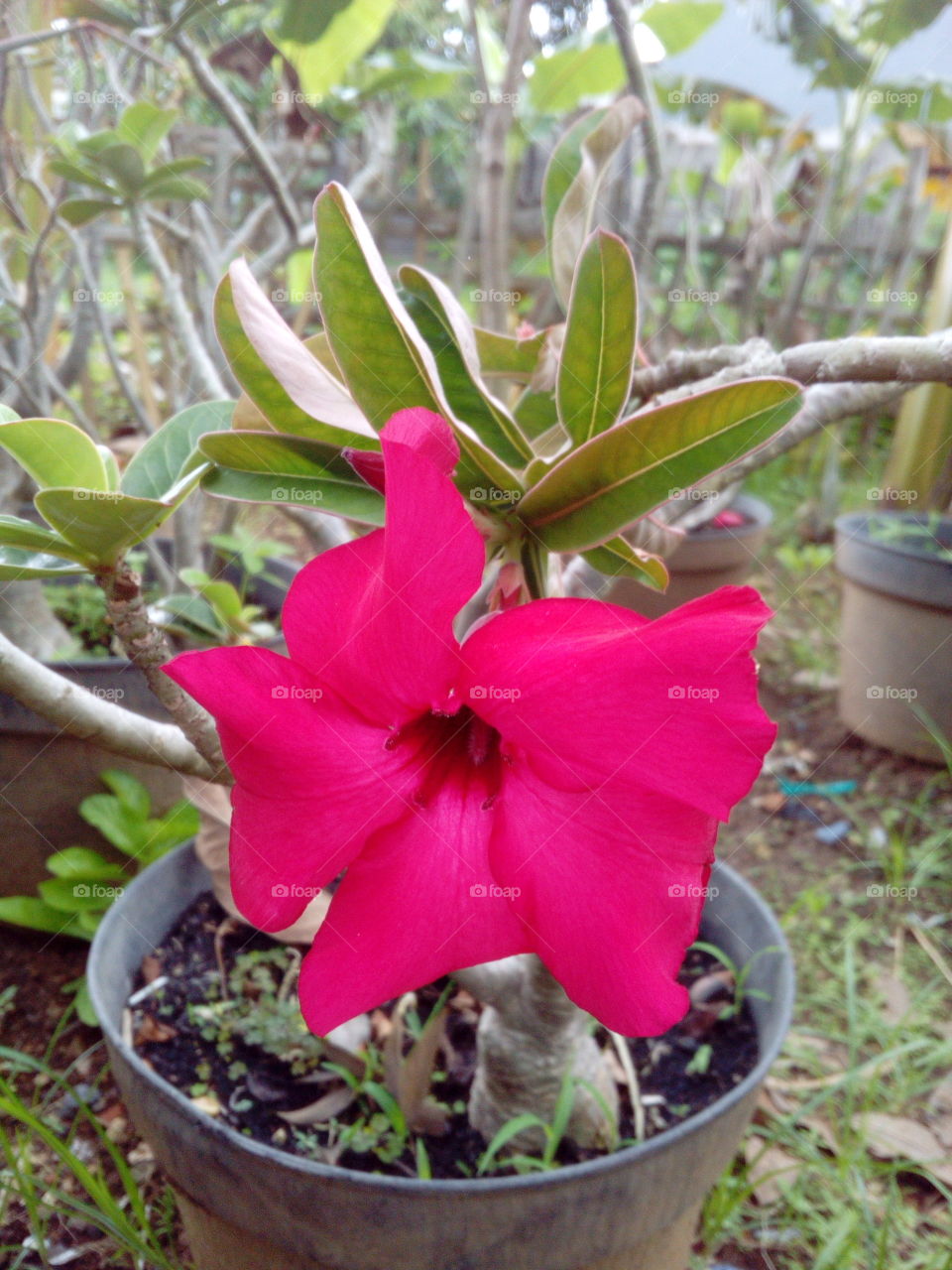 Pink Flower