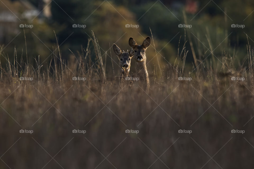 Nature photo deers