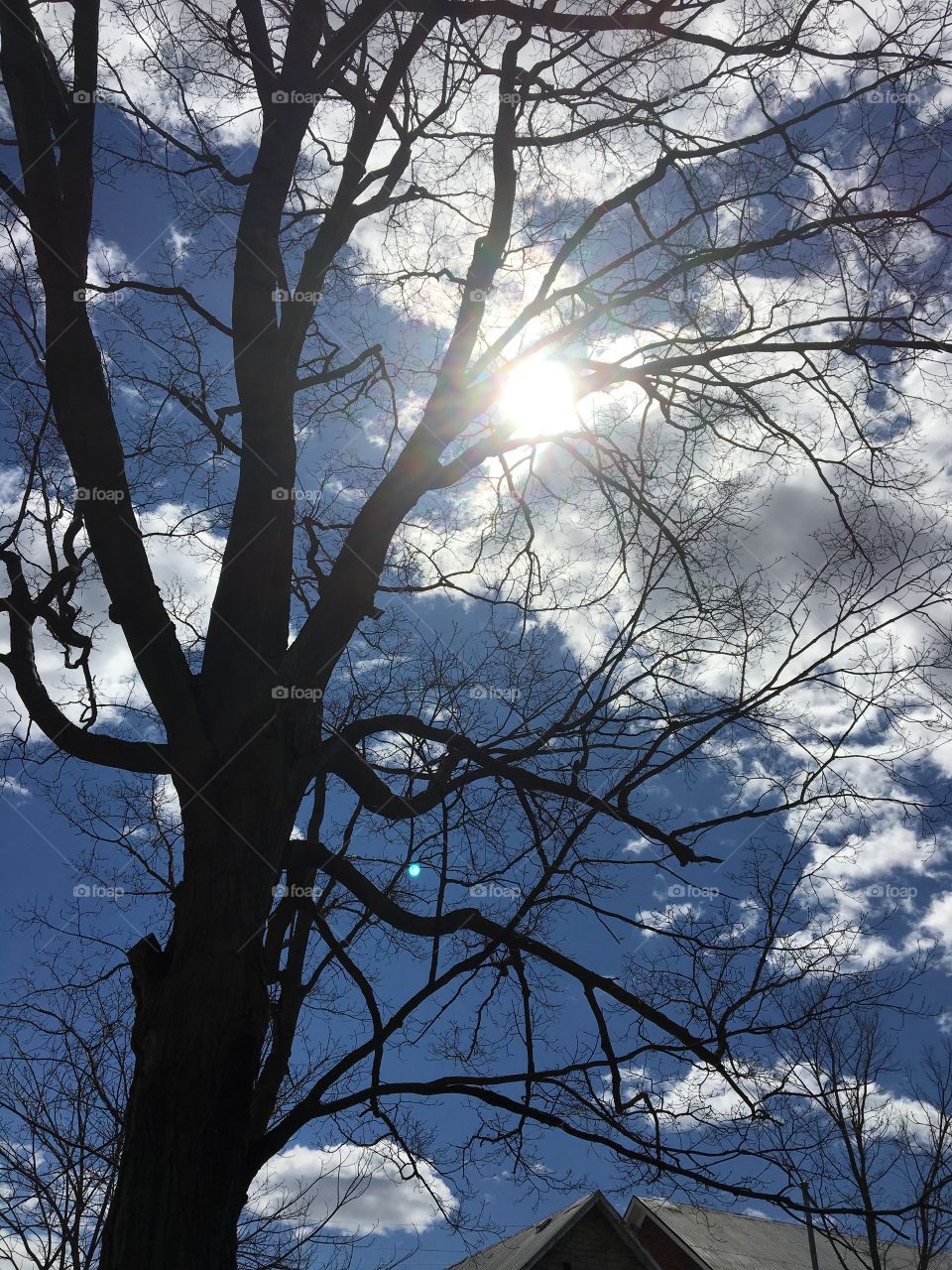Blue skies, clouds & sun seen through the tree
