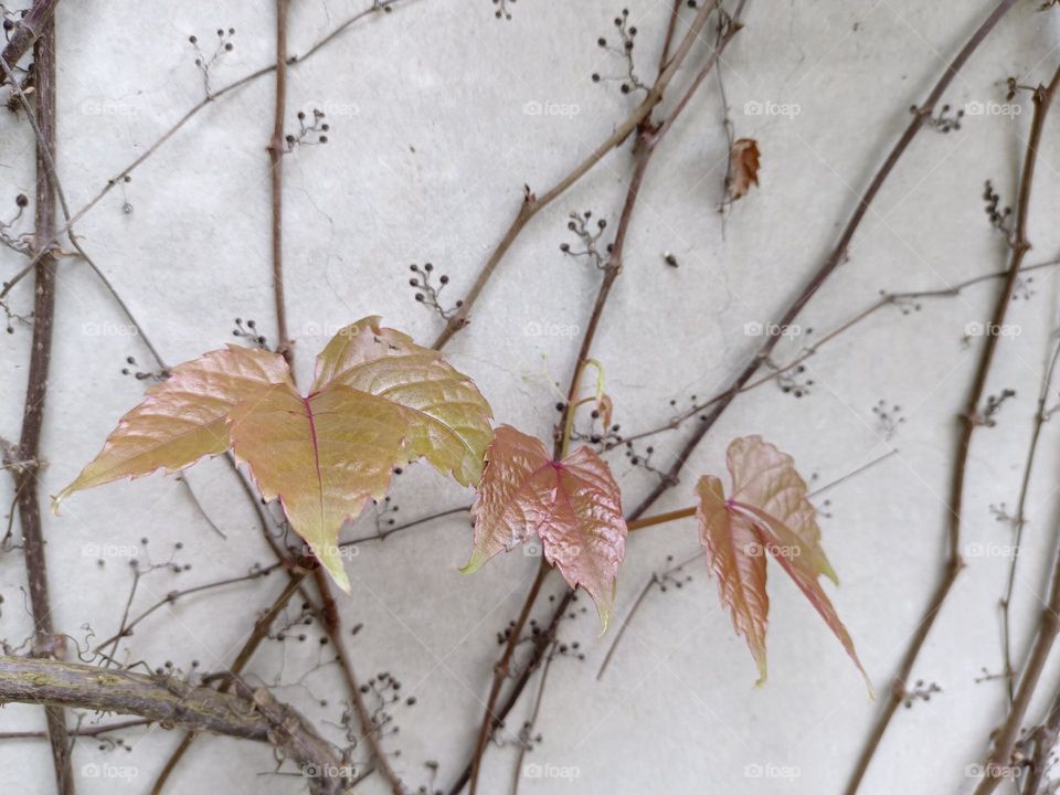 Parthenocissus tricuspidata