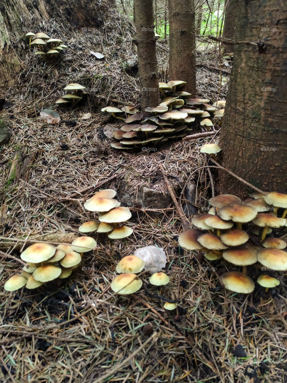 The huge family of the mushrooms