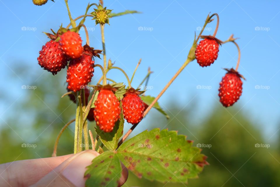 wild strawberries in the hand, love earth