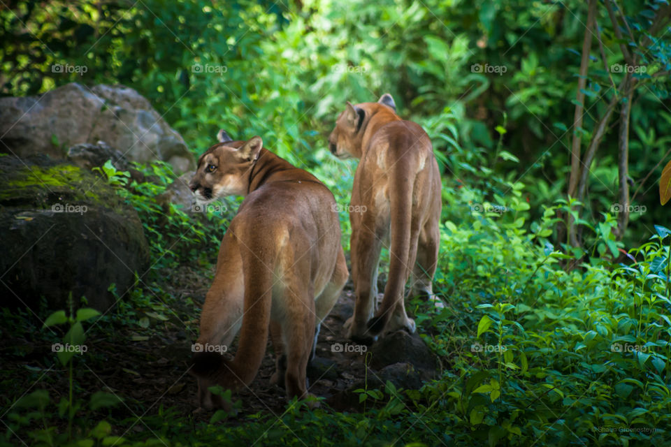 Large cats 🐱 in the wild. 