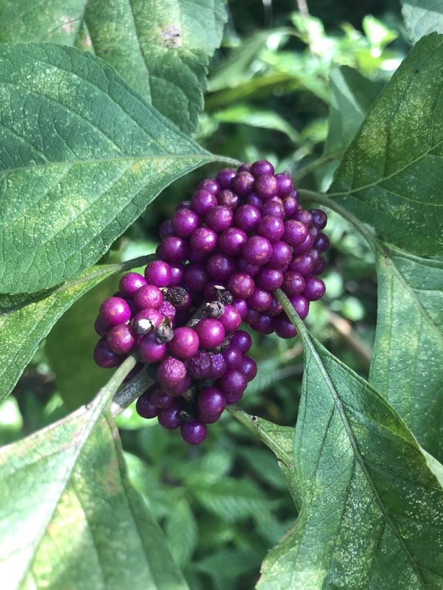 Purple plant 