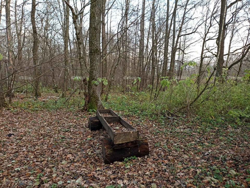 Feeder in the forest
