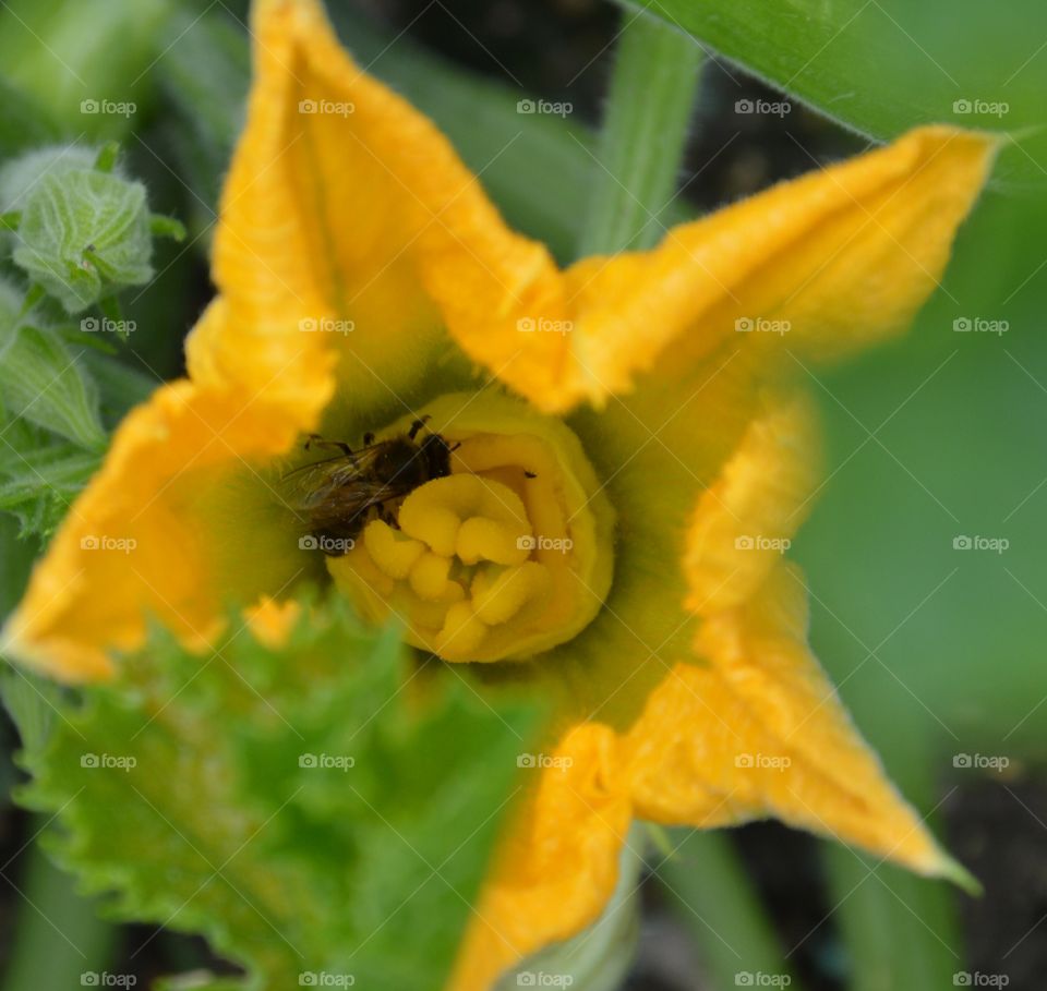 Bee on yellow flower