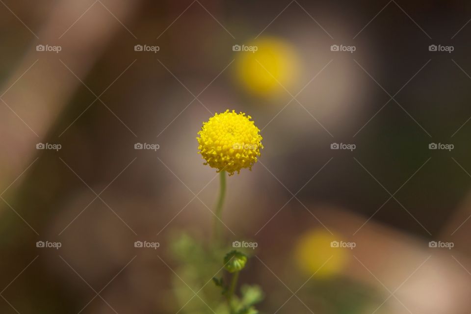 Yellow flower