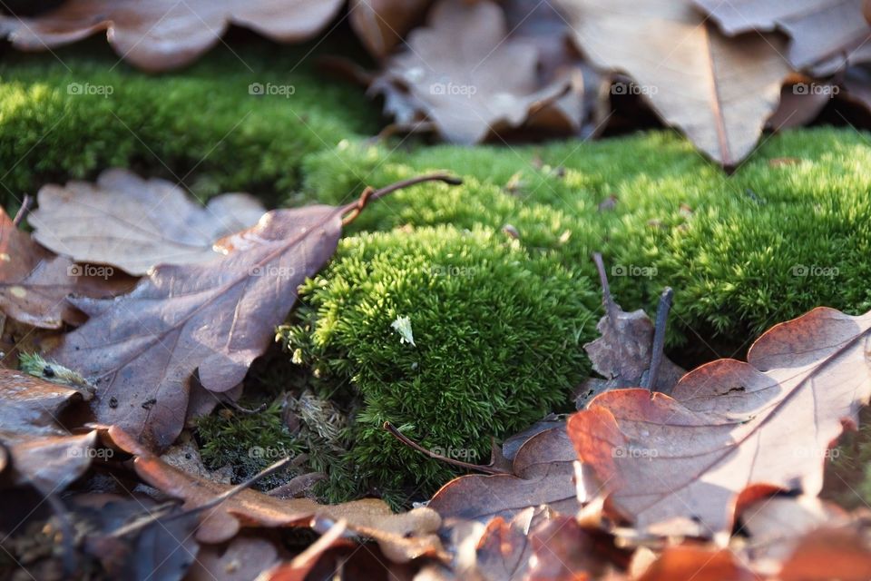 green moss on tree trunk