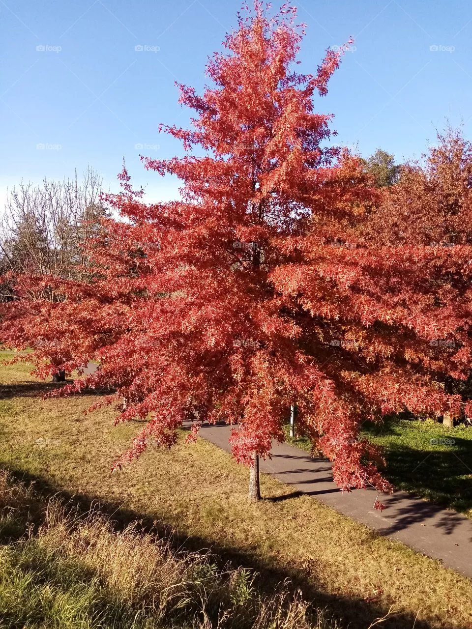 Herbst