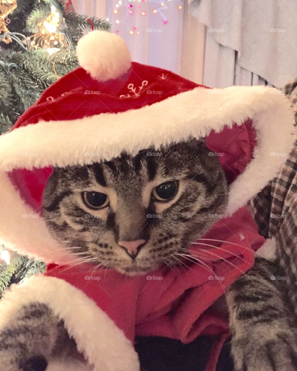 Grey tabby at Christmas
