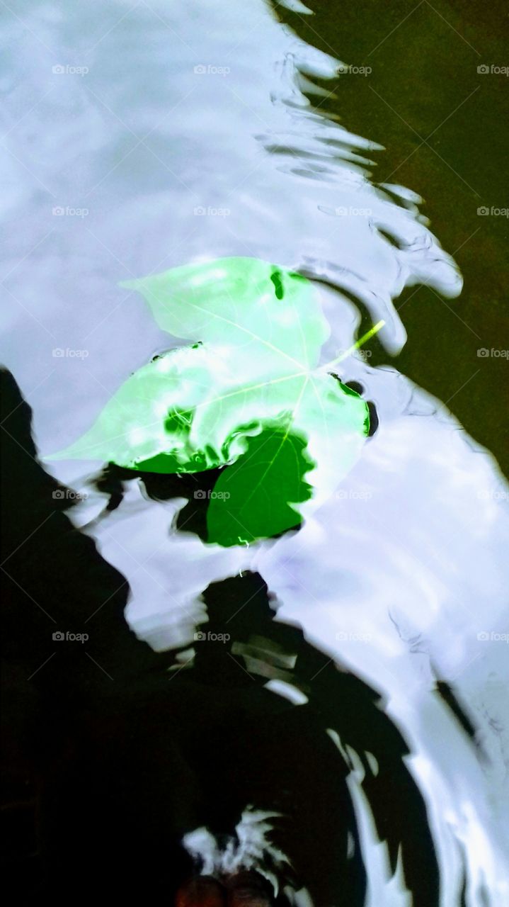 leaf in water