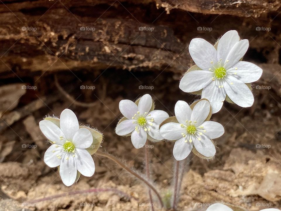 A cluster of hepatica flowers in front of a decomposing log