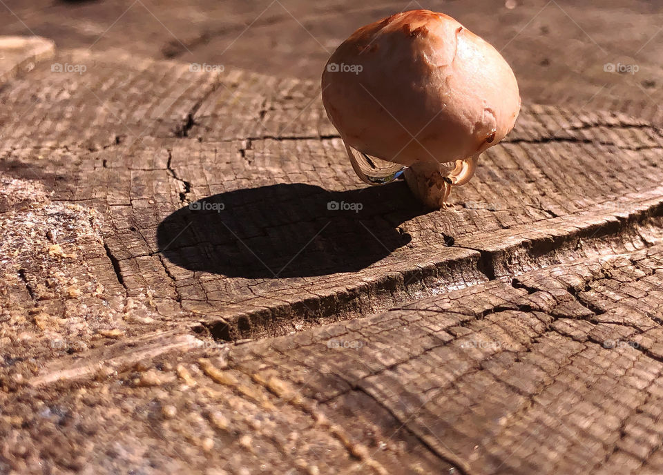 Small tree mushroom