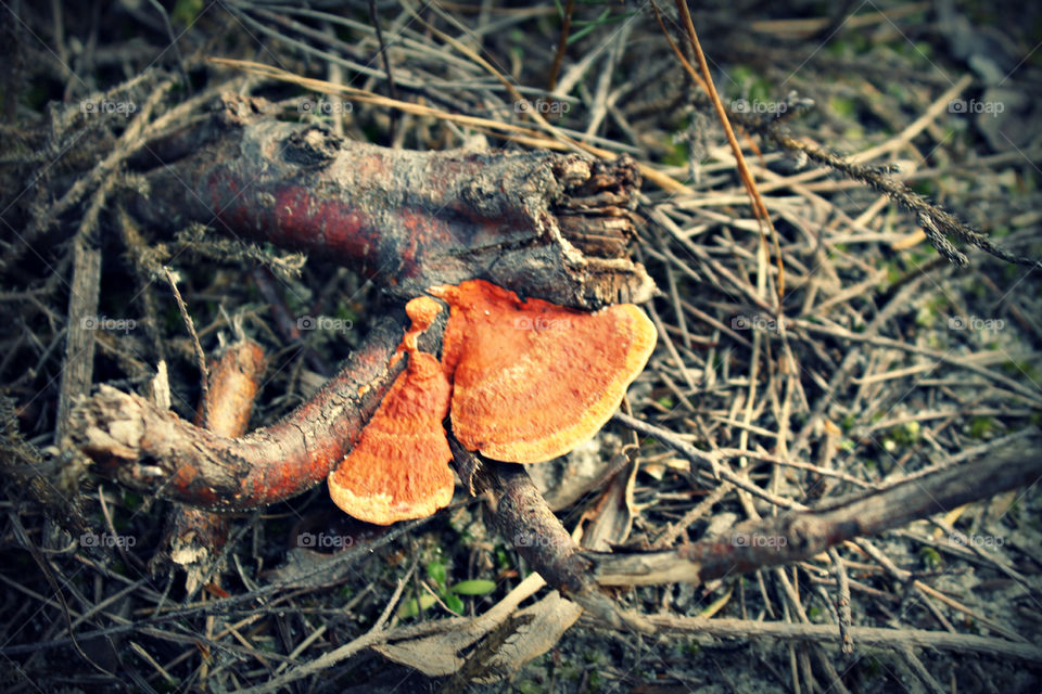 Wild Mushroom