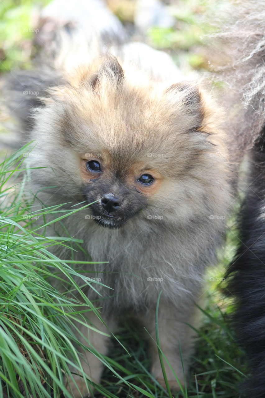 Pomeranian puppy