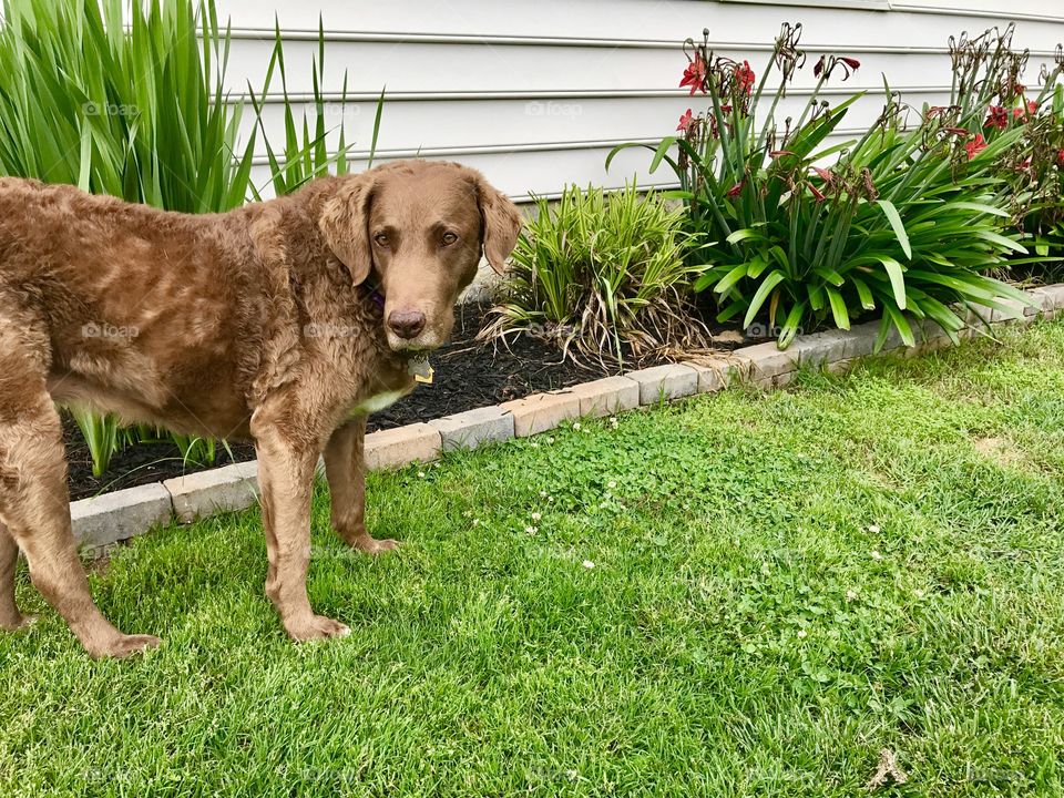 Dog by garden