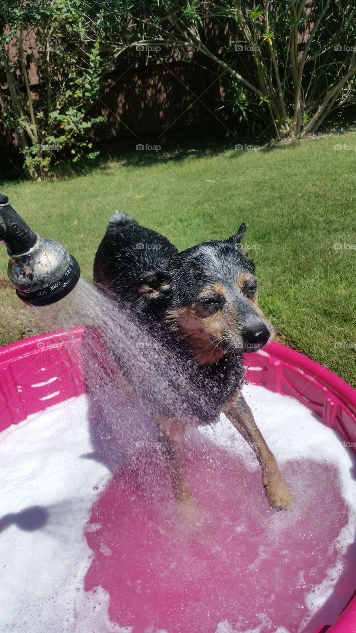 Cattle dog getting clean