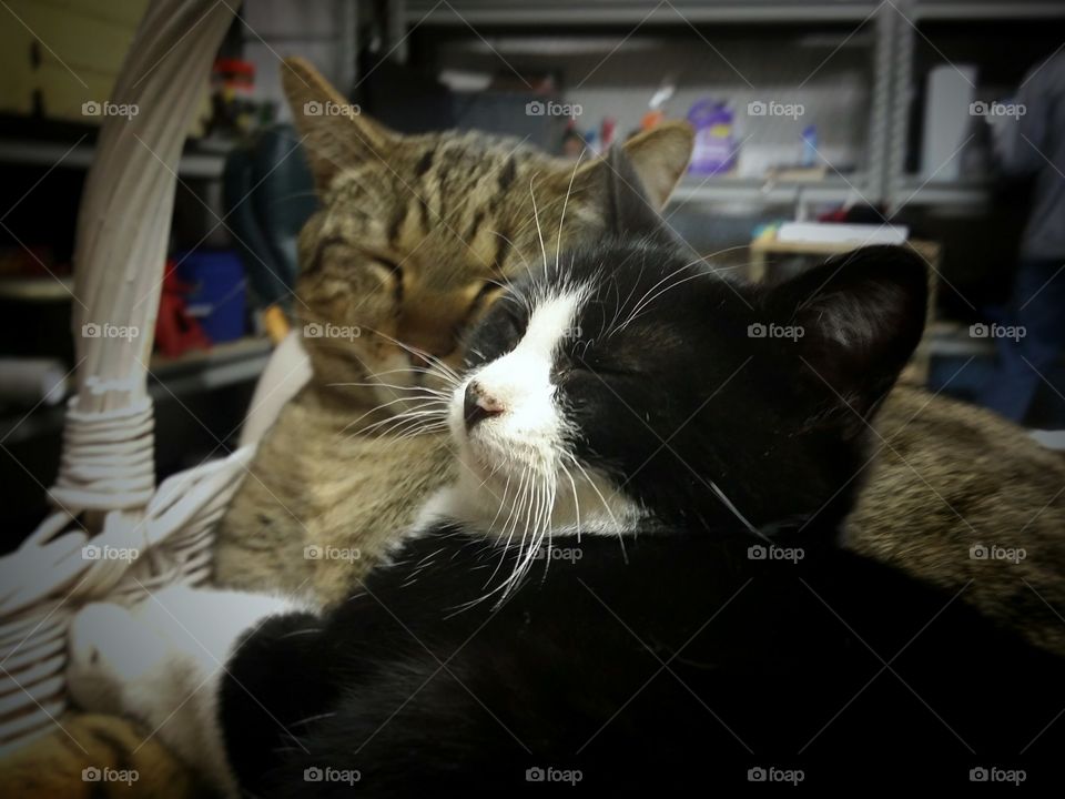 Two Cats Sleeping in a Basket