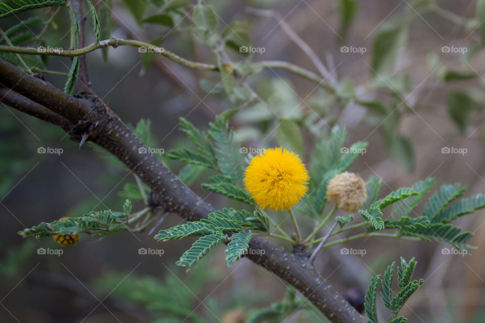 Found these along a hike.