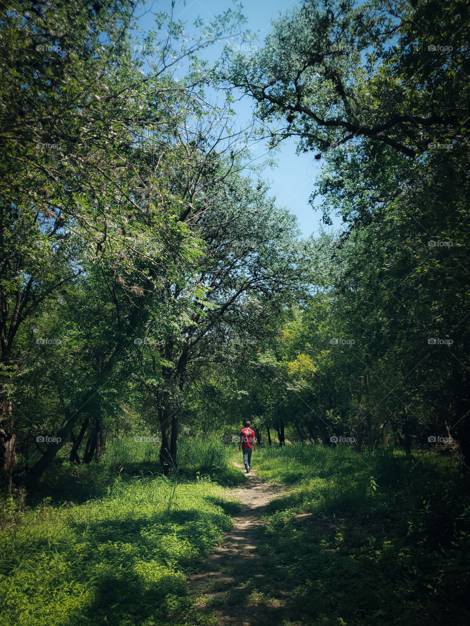 The path less traveled. A man wearing a red shirt walking away in the distance through a forest path, past the shadows of the forest trees.