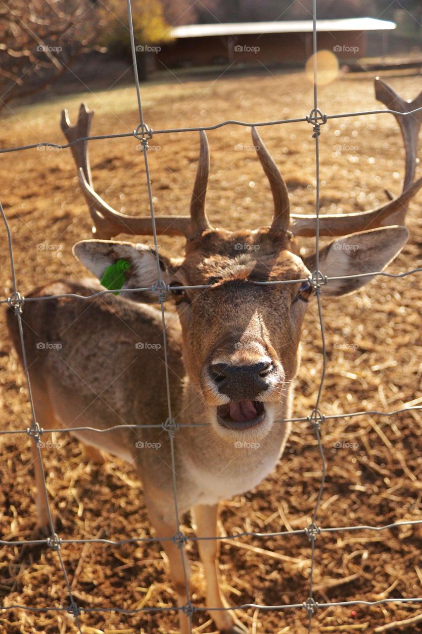 Autumn deer