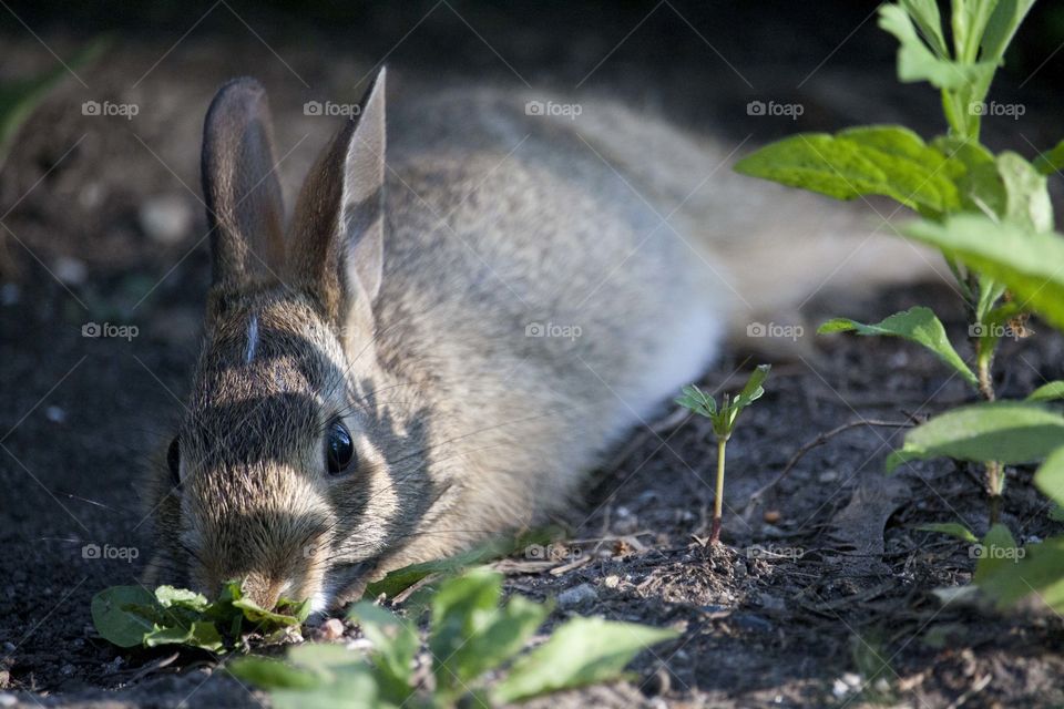 Cute bunny is laying in the shade of leaves