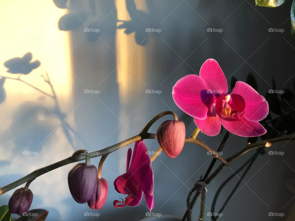 Orchids 