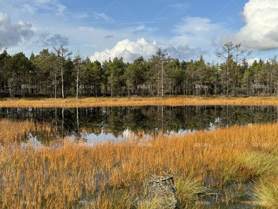 Beautiful overgrown lake in the forest