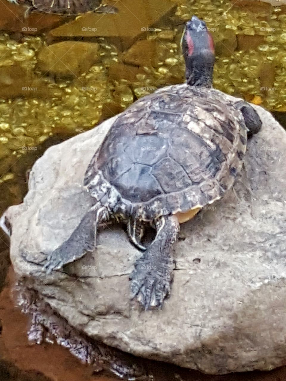 lazy turtle