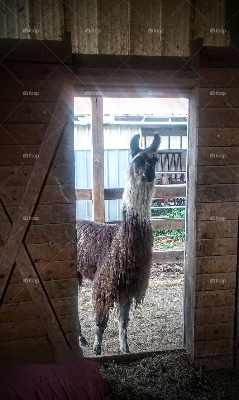 Doorway Llama