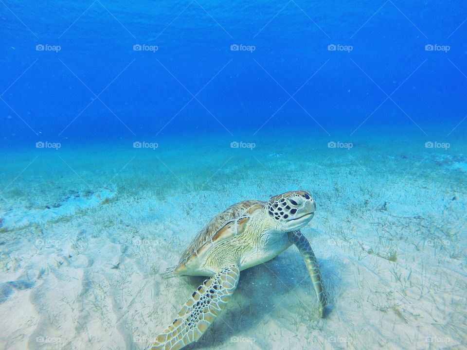 Swimming turtle in the sea