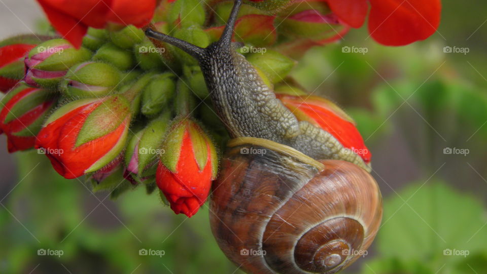 snail