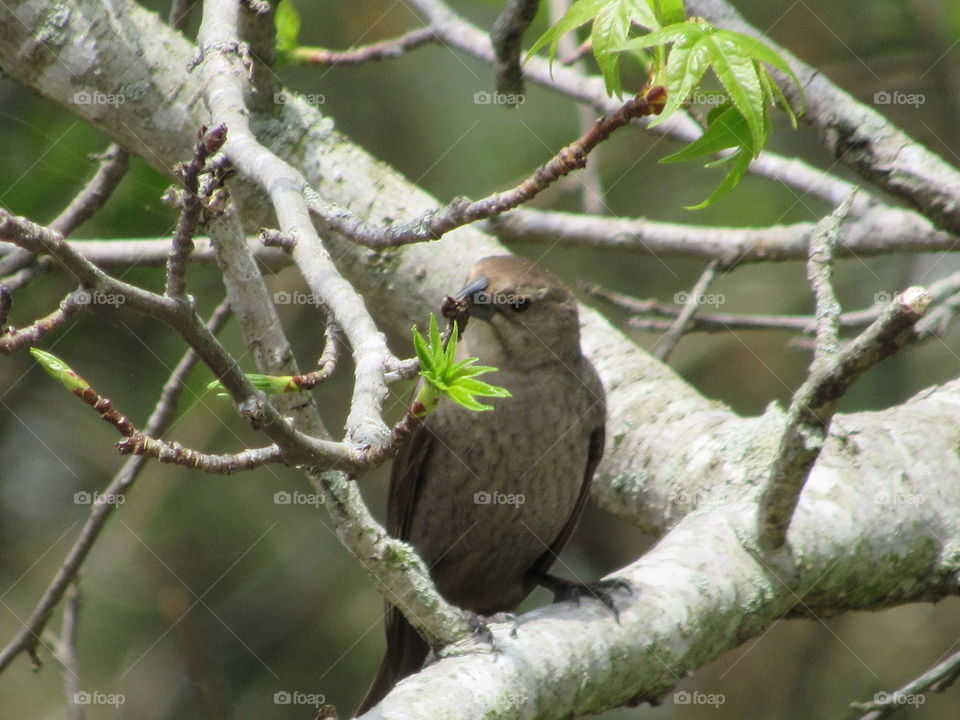 Female brown headed cowbird eating bugs in a sweet gum tree
